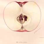 McIntosh Apple