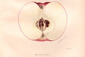 McIntosh Apple